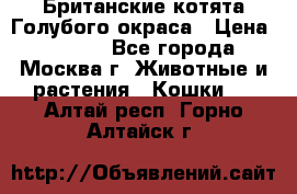 Британские котята Голубого окраса › Цена ­ 8 000 - Все города, Москва г. Животные и растения » Кошки   . Алтай респ.,Горно-Алтайск г.